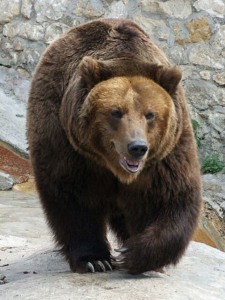 Фото: Бурий ведмідь