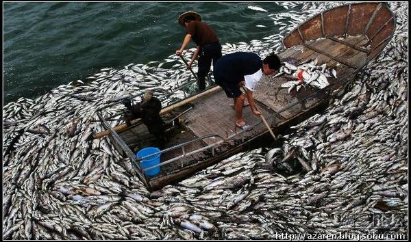 В одной из заводей реки Хуанпу в районе Шанхая сдохло около 2 тонн рыбы. Фото с epochtimes.com