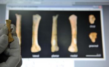 «Митохондриальная Ева», материнский предок всех людей, жила приблизительно 200 000 лет назад, говорят исследователи из университета Райс. На фотографии изображена 67 000-летняя кость ноги, найденная в обширной сети пещер в северных Филиппинах в 2007 году.