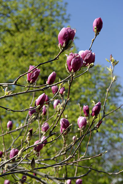 Квіти магнолії розпустилися в київському ботанічному саду. Фото: Володимир Бородін/The Epoch Times 