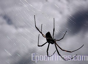 Некоторые пауки начали ткать паутину, как только они достигли земли. Фото: Кристиана Онето Гаона/Великая Эпоха