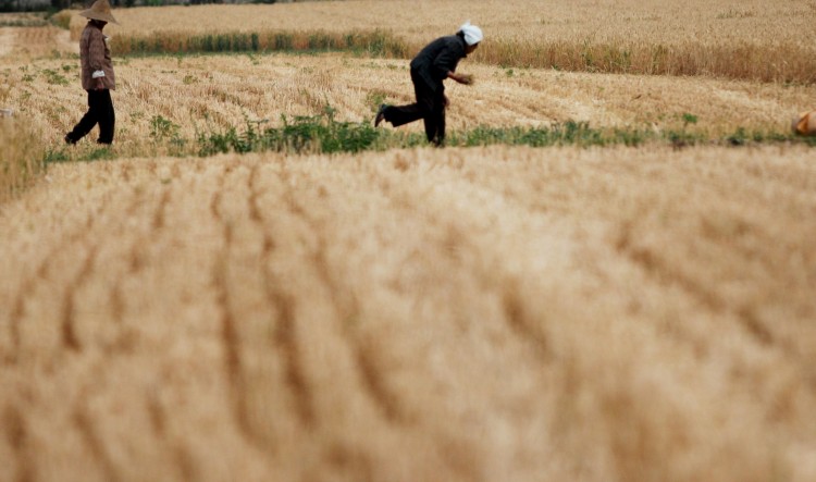 29 травня. Місто Хуайбей у провінції Аньхуєй. Селяни збирають колоски пшениці у полі. Згідно з даними експертів, шоста частина сільськогосподарських земель Китаю уражена важкими металами. Фото: ChinaFotoPress/Getty Images