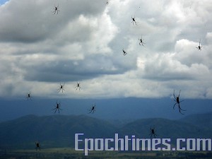 6 апреля 2007 прошёл дождь из пауков в провинции Сальта, Аргентина. Фото: Кристиана Онето Гаона/Великая Эпоха