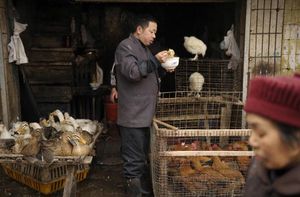 Торговец домашней птицей г.Чунцин провинции Сычаунь. Фото: PETER PARKS/AFP/Getty Images