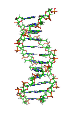 Науковці виявили генетичні варіації, які призводять до більш швидкого старіння тканин організму.Фото: Wikimedia Commons