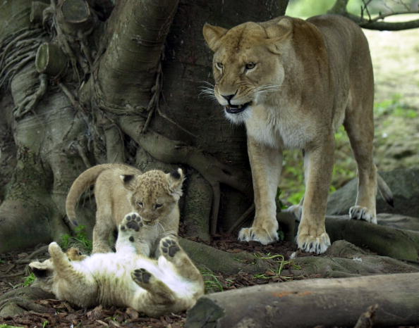 Самые большие кошки: львица со львятами. Фото: Ross Land/Getty Images