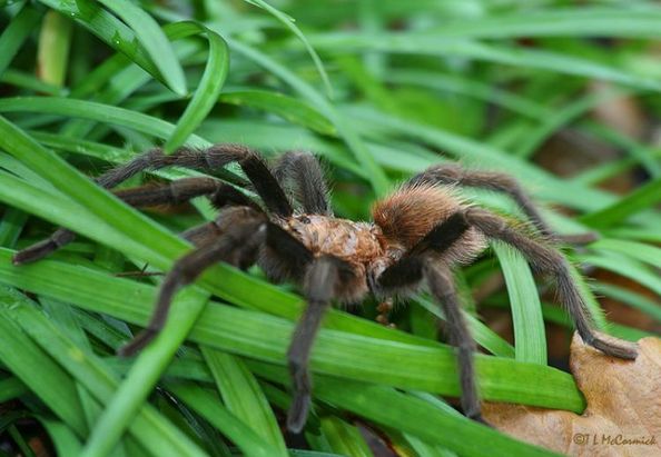 Самые большие пауки. Южнорусский тарантул. Фото: dic.academic.ru