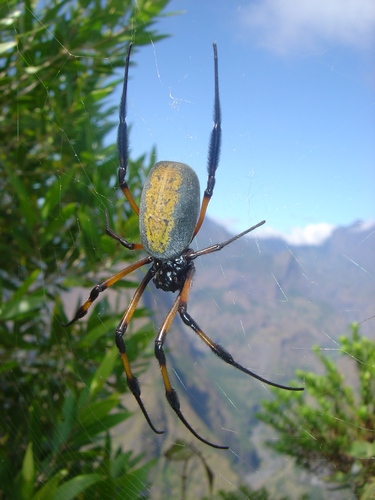 Самые большие пауки. Паук нефила. Фото: dic.academic.ru
