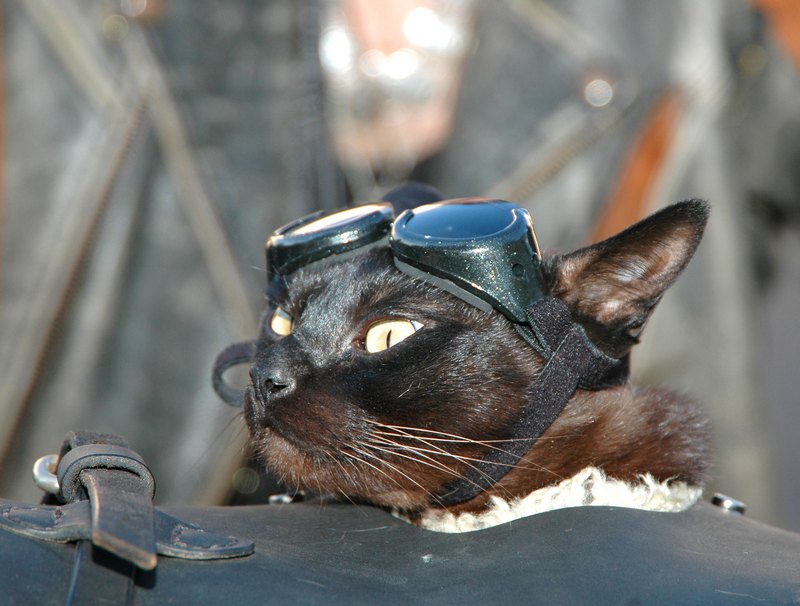 Кіт-байкер Отто з Альбукерке, Нью-Мексико. Фото: Steve Snowden/Getty Images