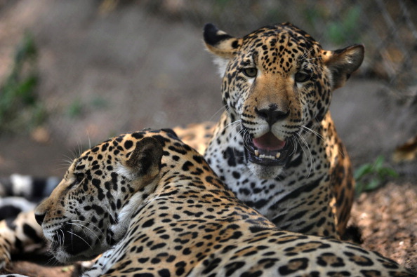 Самые большие кошки: ягуары. Фото: NOAH SEELAM/AFP/Getty Images