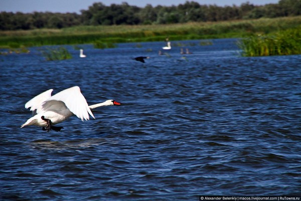Лебедь в дельте Волги, там где река в впадает в самое большое озеро в мире — Каспий. Фото: macos.livejournal.com