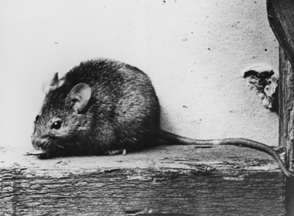 Пацюки не винні у розповсюдженні «чорної смерті» в середні віки – вважає Барні Слоан (Фото: thefirstpost.co.uk)