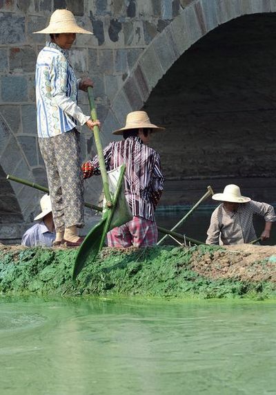 9 червня. Жителі м. Чаоху провінції Аньхой виловлюють із води синьо-зелених водорості, намагаючись очистити водоймища. Фото: Getty Images 