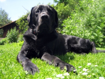Черный лабрадор, одна из пород собак, которые особенно хорошо определяют рак. Фото: Stephan Dietl/ Pixelio.de