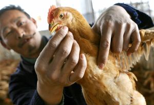 Продавец домашней птицы на шанхайском рынке Сань Гуаньтан показывает, что его цыплята здоровы. Женщина, умершая в Шанхае на этой неделе, как подозревают, была заражена птичьим гриппом. Фото: Марк Ральстон/AFP/Getty Images