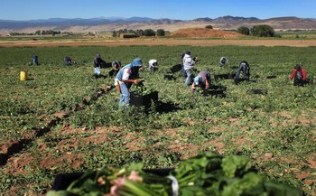 Мігранти-фермери з Мехіко вирощують органічні продукти, зокрема шпинат, на фермах Grant Family, Веллінгтон, штат Колорадо, США, 3 вересня 2010 року. Фото: John Moore/Getty Images