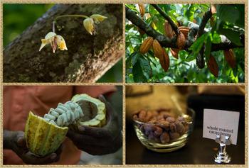 Боби шоколадного дерева, також званого деревом какао, походять з тропіків Південної Америки. Фото: YASUYOSHI CHIBA/AFP/Getty Images, Justin Sullivan/Getty Images
