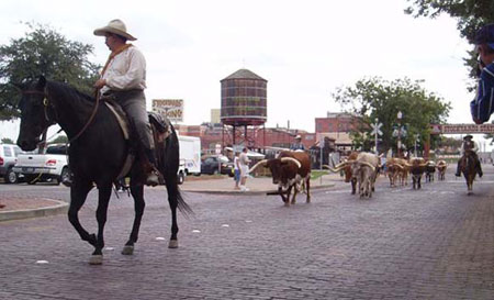 Уличная прогулка в техасском стиле: по улице движется крупный рогатый скот. Фото: Терри Хирш