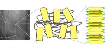 Структура шовку: жовтим позначені ключові місця в поєднанні структури шовку – кристали (бета-листи), розмір яких становить усього лиш кілька нанометрів. Міцність шовку залежить від міцності цих з’єднань. Фото надане Ніколасом Демарсом і Маркусом Джей Бюле