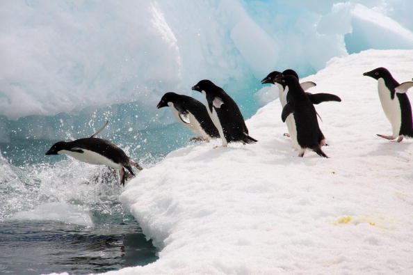 Пінгвіни - найбільш загартовані птахи. Фото: Getty Images  