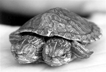 Двухголовая черепаха из провинции Сычуань. Фото: The Epoch Times