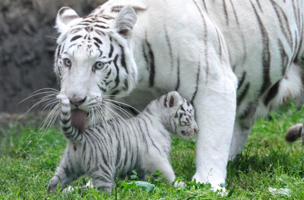 Самые большие кошки: тигрица с тигренком. Фото: JOCHEN LUEBKE/AFP/Getty Images