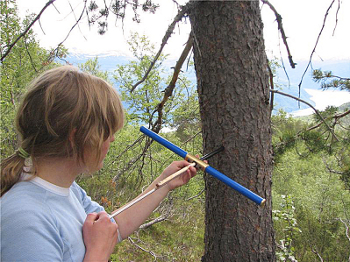 Исследователь Хелена Ловштранд Сварва в Сондале берёт пробу дерева, с помощью которой она хочет установить время жизни и смерти дерева. (Terje Thun/NTNU)