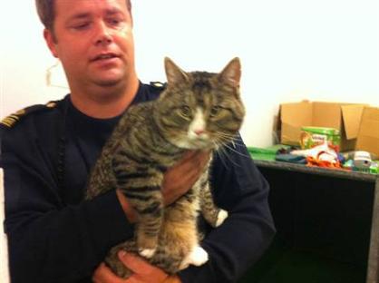 Кіт Оскар, відомий своєю агресивністю і огрядністю, заарештований за те, що крав продукти. Фото: Пітео-tidningen.se