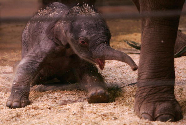 Новорожденный слоненок и его мама.Cидней. Зоопарк Таронга (Taronga Zoo).7 июля.Фото: Sergio Dionisio/Getty Image