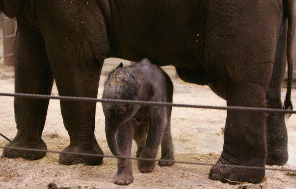 Новонароджене слоненя і мама. Сідней. 7 липня. Фото: Sergio Dionisio/getty Image 