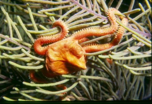 Морська лілія на м'якому коралі. Фото з сайту theepochtimes.com