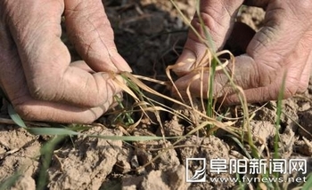 В Китае от засухи страдают посевы озимой пшеницы. Фото с epochtimes.com