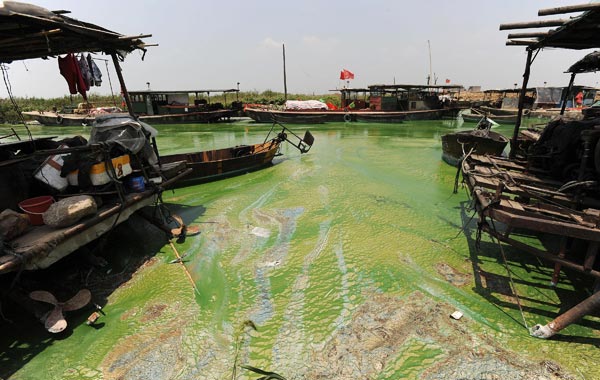Озеро Чаоху в Хефей, центральної провінції Китаю Аньхой, покрилося квітучими зеленими водоростями. Фото: AFP/Getty Images 