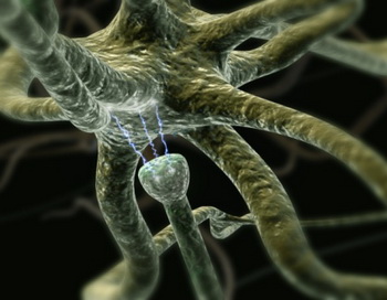 Кстати, интеллектуальные способности человека, по мнению ученых, зависят именно от количества связей между отростками нейронов. Фото: 3D4Medical.com/Getty Images