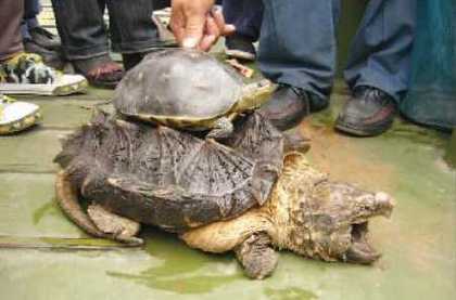 Снизу найденная большая черепаха с бугристым панцирем и суровым нравом, а сверху обычная черепаха. Фото с epochtimes.com