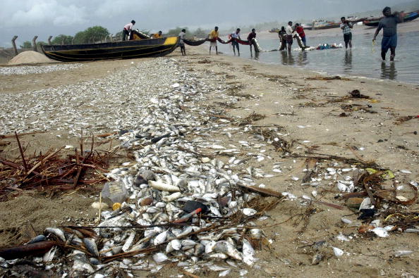 В заливе Черного моря выбросило 1,5 тонны рыбы. Фото: STRDEL/Getty Images