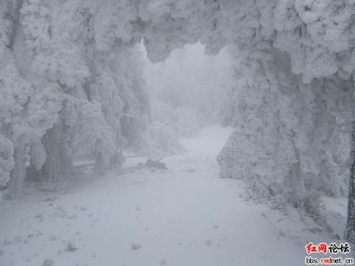 Снегопады в Китае повредили 1/10 часть лесных массивов страны. Фото с epochtimes.com