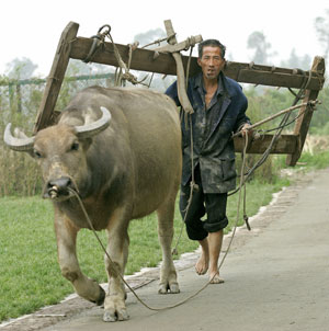 Китайский крестьянин. Фото: LIU JIN/AFP/Getty Images