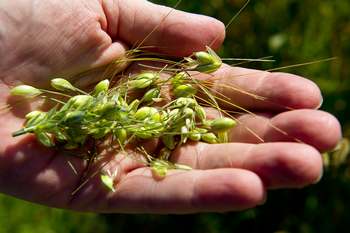 Зерна пшениці містять безліч корисних речовин, однак ці речовини перебувають у неактивній фазі. Фото: KAREN BLEIER/AFP/Getty Images