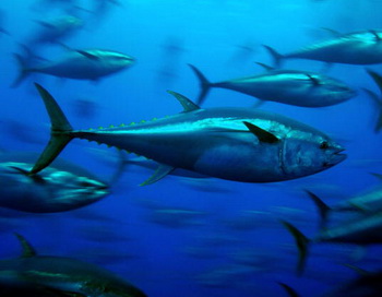 Средиземноморский красный тунец (Tunnus thynnus) пользуется большой популярностью на японском рынке для изготовления суши. В течение 18 месяцев будет положен конец международной торговле красным тунцом. Фото: GAVIN NEWMAN/AFP/Getty Images
