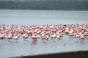 Обычно вдоль берегов озера Богория, что в Кении, можно обнаружить целые стаи малых фламинго. Из-за недостатка спирулины, основного источника их пищи, вызванного недавними проливными дождями, фламинго страдают от истощения. Фото: Earthwatch
