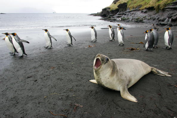 Пінгвіни - найбільш загартовані птахи. Фото: MARCEL MOCHET / Getty Images  