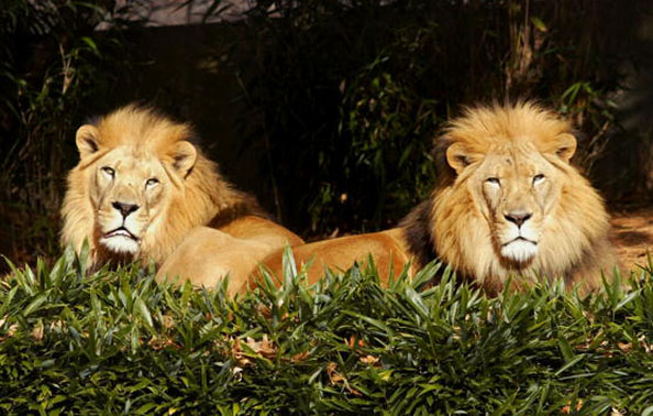 Самые большие кошки: львы. Фото: Mark Wilson/Getty Images
