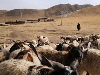 Тибетские скотоводы ведут борьбу за выживание в условиях исчезновения пастбищ. Фото с savetibet.ru
