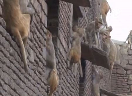 Мавпи лазять по будинках в Агрі. Кадр з відео NTD