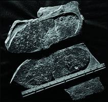 На окаменелостях, которым 200 миллионов лет, обнаружены отпечатки… ботинок! Фото: wikipedia.org