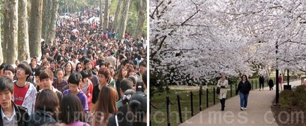 На празднике цветения вишни в Китае (слева) и в США (справа). Март 2011 год. Фото: The Epoch Times