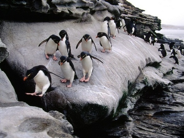 Пінгвіни - найбільш загартовані птахи. Фото: animalpix.ru  
