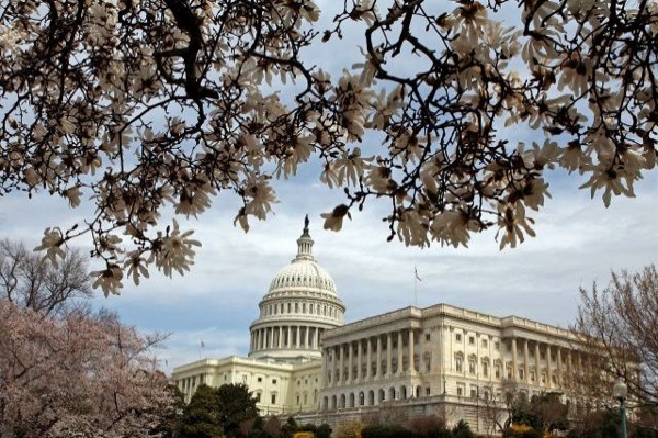 Ежегодный Фестиваль цветения вишни в Вашингтоне. Фото:Wilson/Getty Images