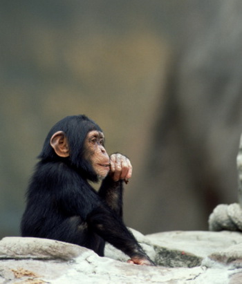 Ймовірно, вперше вірус імунодефіциту мавп з'явився більше мільйона років тому. Фото: Brand X Pictures / Getty Images